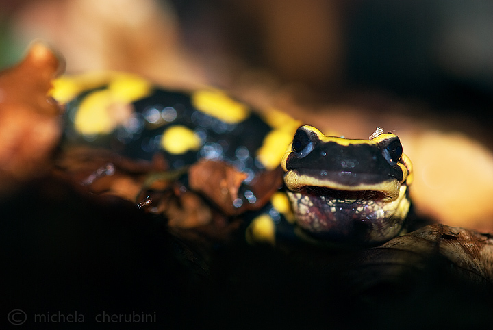 salamandra pezzata